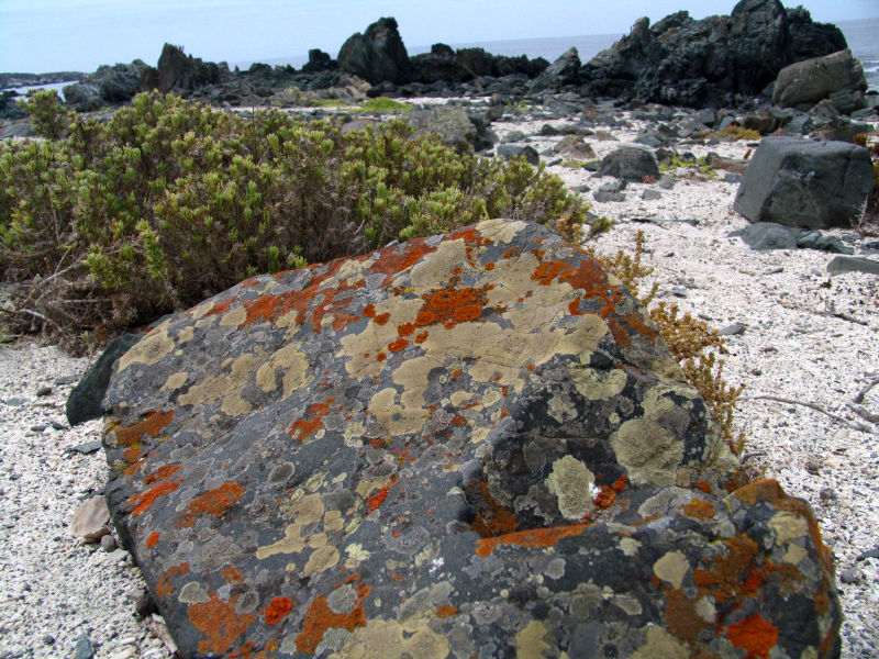 lengua de vaca beach lichen 2.jpg