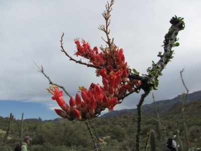 Ocotillo