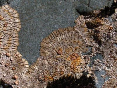 pumalin lichen crusts 1