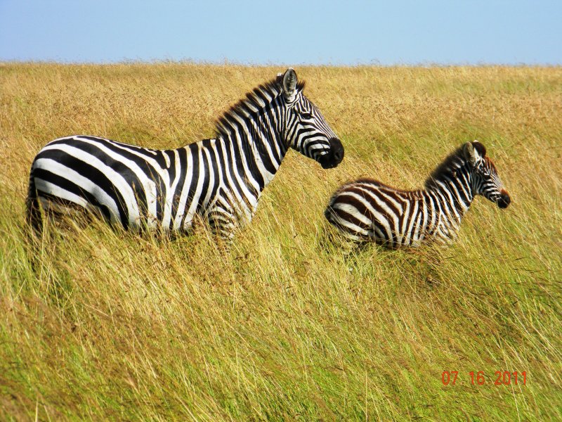 Zebra colt