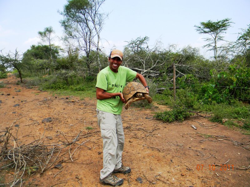 Leopard Tortoise