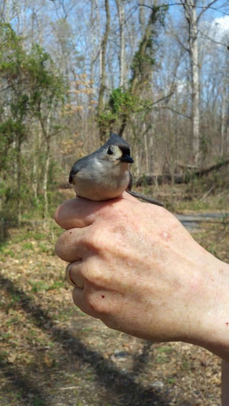 Tufted Titmouse