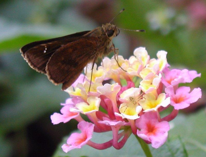 Clouded Skipper