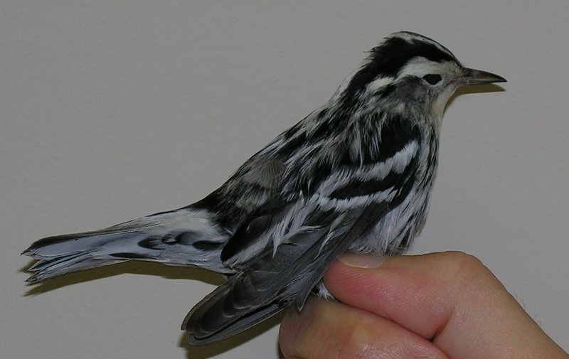 Black-and-white Warbler