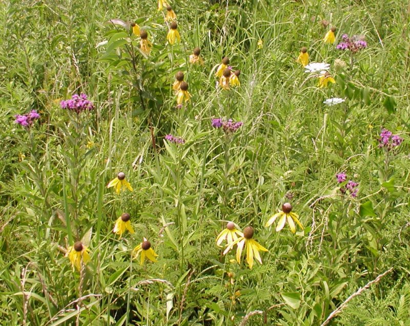 Ratibida pinnata