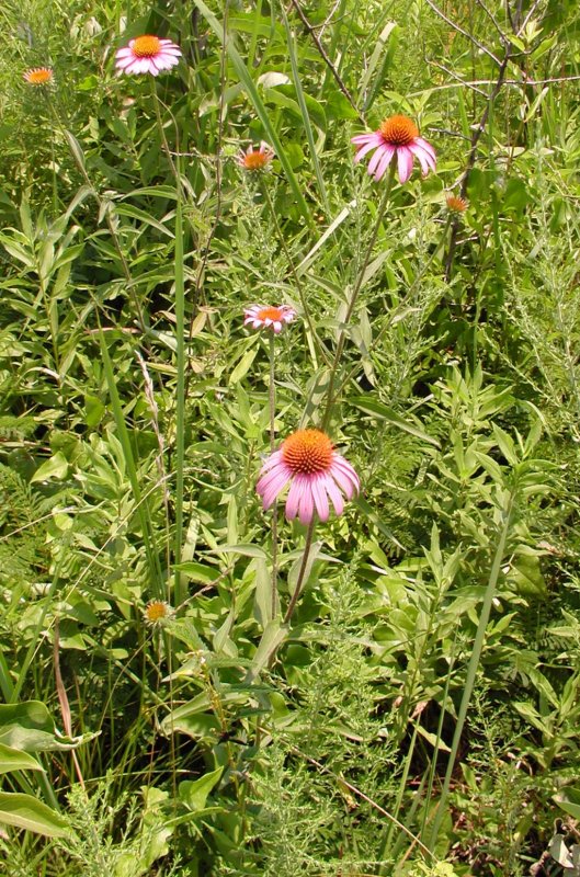 Echinacea purpurea