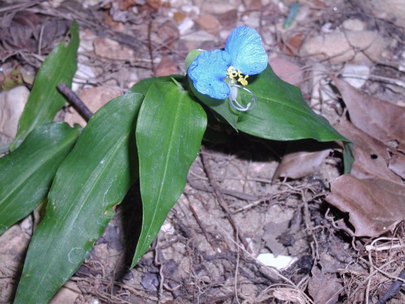 Commelina communis
