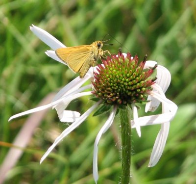 Aragos Skipper