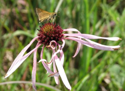 Tawny-edged Skipper