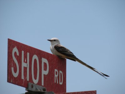 Scissor-tailed Flycatcher