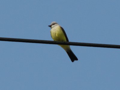Western Kingbird