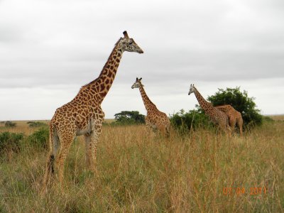 Maasai Giraffe