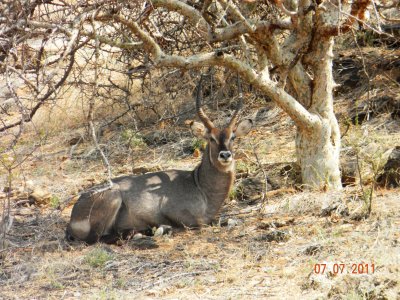 Defassa Waterbuck