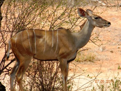 Greater Kudu