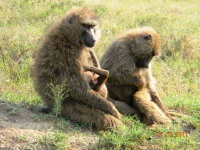 Olive Baboons with baby