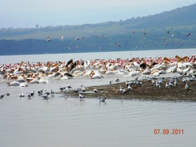 Great White Pelicans and more