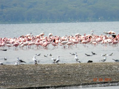 Greater and Lesser Flamingos