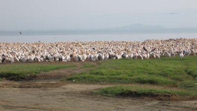 Great White Pelicans galore