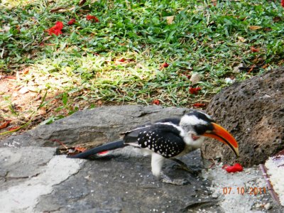 Jackson's Hornbill