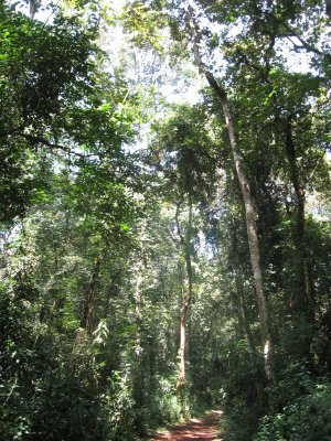 Kakamega Forest NP
