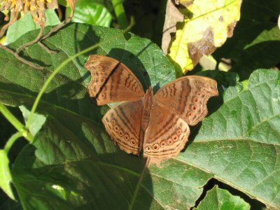 Brown Pansy