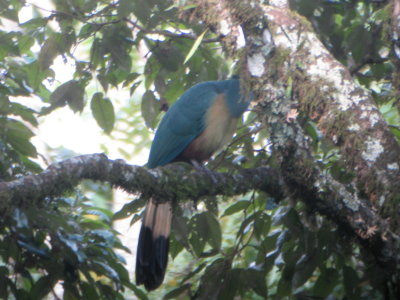 Great Blue Turaco