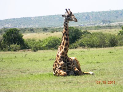Maasai Giraffe sitting