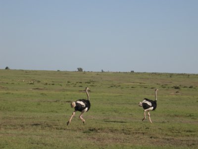 Ostrich on the move
