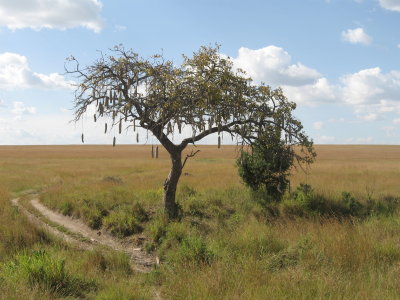 Sausage Tree