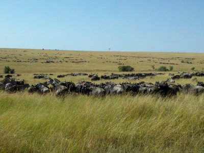 Wildebeest & Zebra