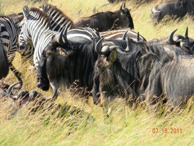 Wildebeest & Zebra