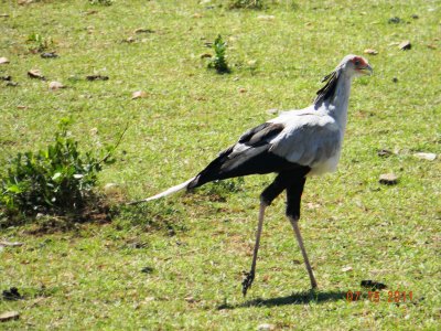 Secretarybird