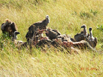 Vultures at a kill