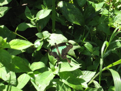 Green Banded Swallowtail