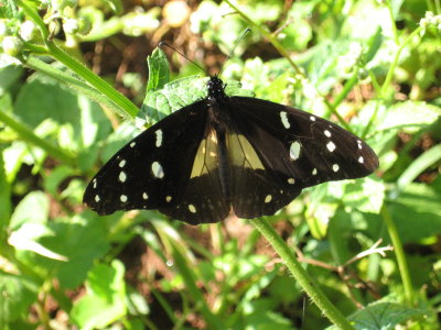 Unknown butterfly