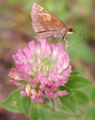 Grass Skippers