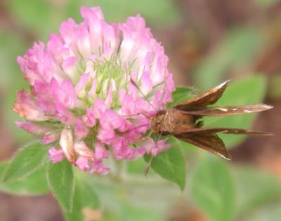 Zabulon Skipper female