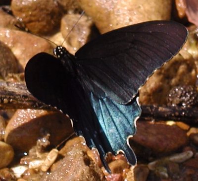 Pipevine Swallowtail male