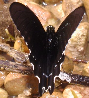 Pipevine Swallowtail female
