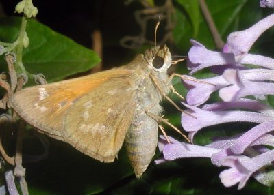 Sachem female