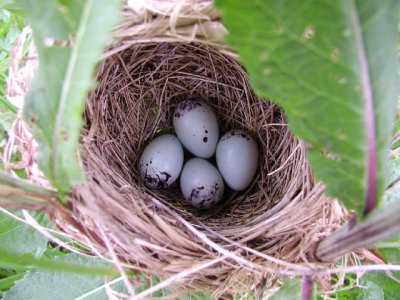 Red-winged Blackbird