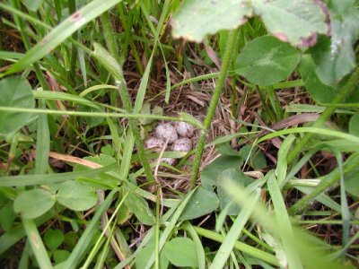 Bobolink