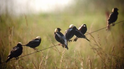 Bobolink flock