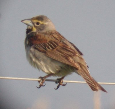 Dickcissel