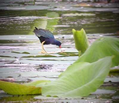 Purple Gallinule