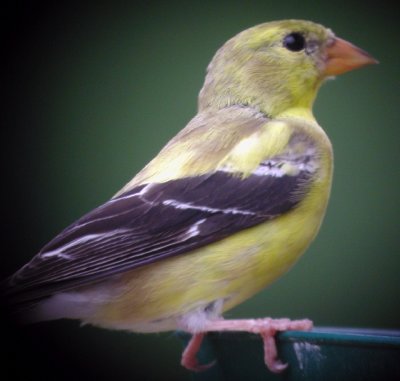 American Goldfinch