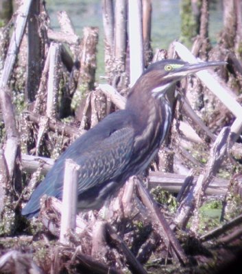 Green Heron
