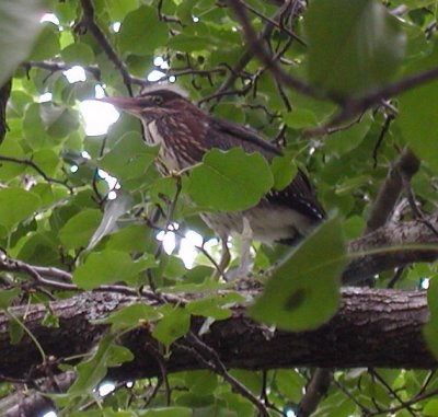 Green Heron fledgling