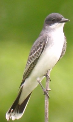 Eastern Kingbird