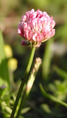 Trifolium repens (Pink Form)